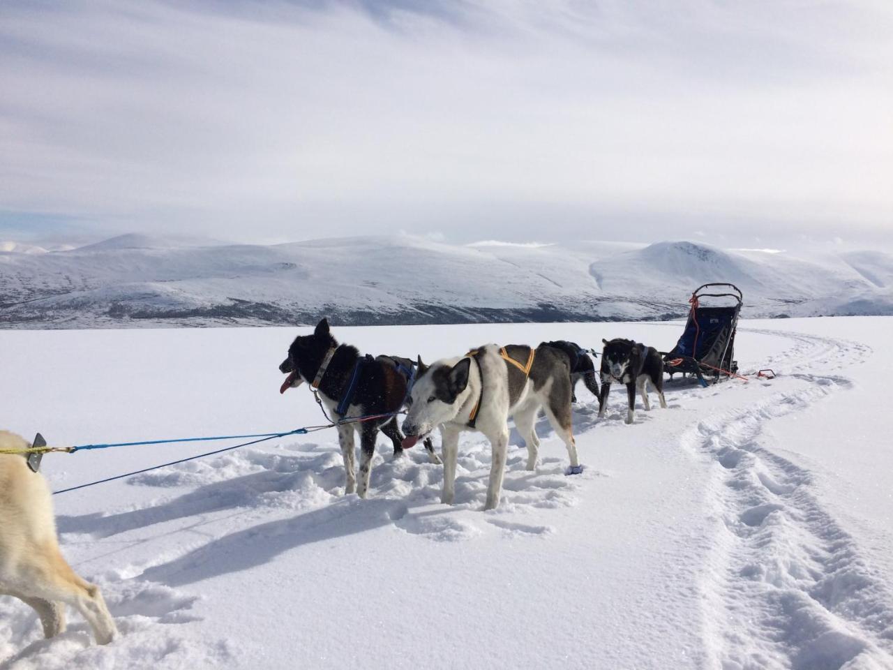 Jotunheimen Husky Lodge Randsverk Exterior photo